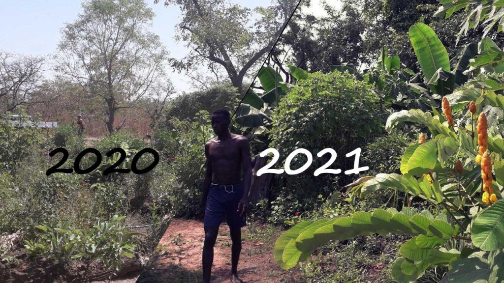 Waldgarten im Senegal: Permafoodforest 2021 und 2021